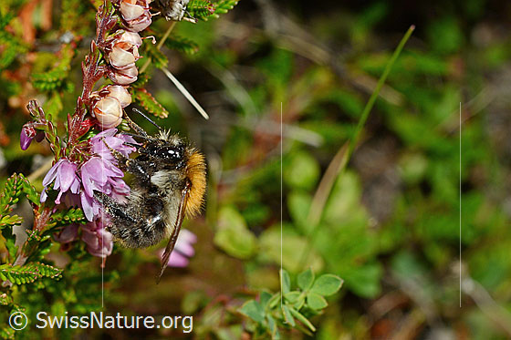 Ackerhummel (Bombus pascuorum) an Besenheide (Calluna vulgaris)