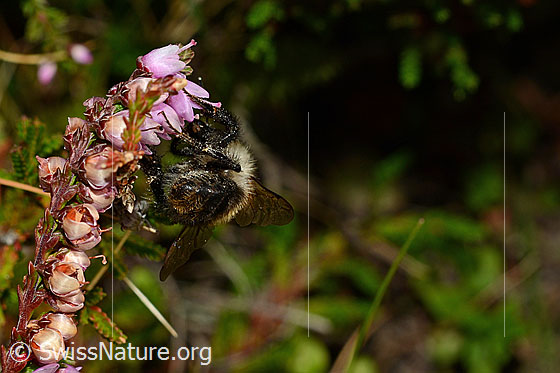Foto: Ackerhummel (Bombus pascuorum) an Besenheide (Calluna vulgaris). Länge 9 - 15mm. Ansicht von hinten.