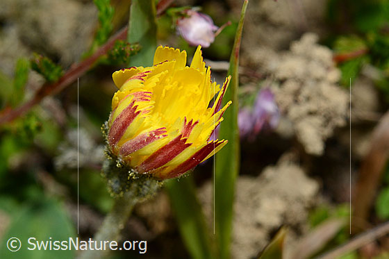 Foto: Wahrscheinlich Langhaariges Habichtskraut (Hieracium pilosella). Geschlossene Blüte. Ansicht von seitlich oben.
