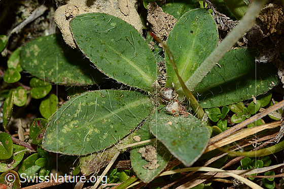 Foto: Wahrscheinlich Langhaariges Habichtskraut (Hieracium pilosella). Blätter und Stängel.