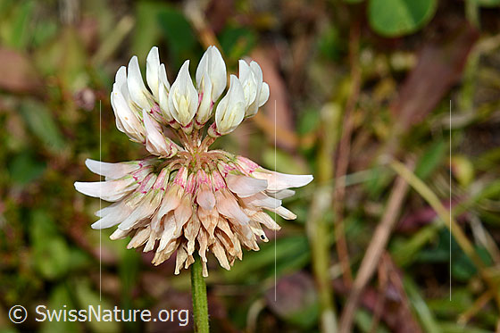 Photo: Trifolium repens. Blossoms.