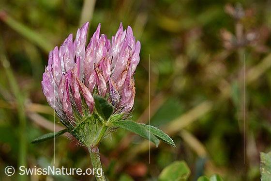 Photo: Probably Trifolium pratense. Blossom.