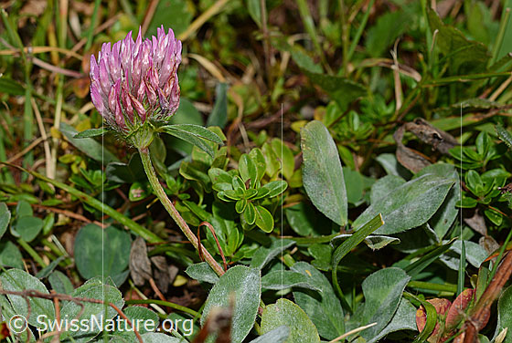 Photo: Probably Trifolium pratense. Whole plant (Habiti).