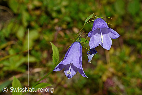 Photo: Campanula rhomboidalis. Blossoms.