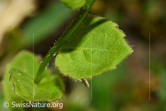 Photo: Campanula rhomboidalis. Stem and leaves.