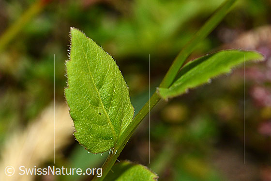 Photo: Campanula rhomboidalis. Stem and leaves.