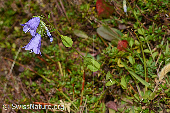 Photo: Campanula rhomboidalis. Whole plant (habiti).