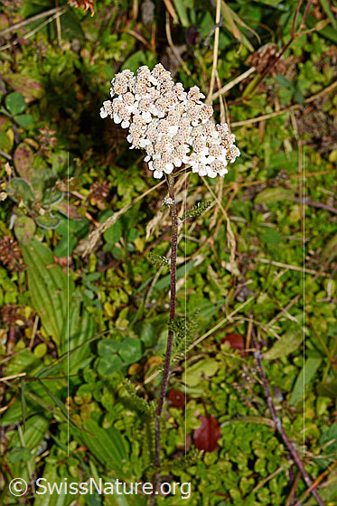 Photo: Achillea millefolium. Whole plant (habiti).