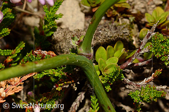 Photo: Hypochaeris radicata. Stem.