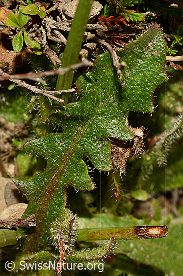 Photo: Hypochaeris radicata. Leaf top.