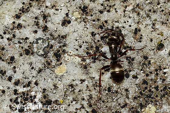 Photo: Probably Formica rufa. Length 4 - 9mm. View from above.