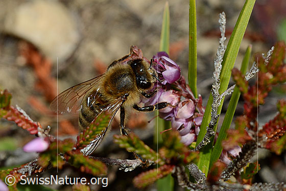 Foto: Honigbiene (Apis mellifera) an Besenheide (Calluna vulgaris). Länge 11 - 13mm. Ansicht von oben.