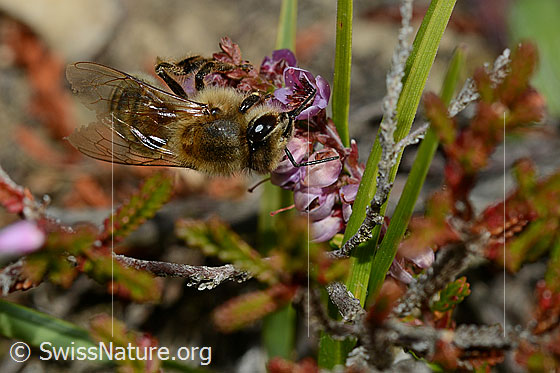Photo: Apis mellifera on Calluna vulgaris. Length 11 - 13mm. View from diagonally above.