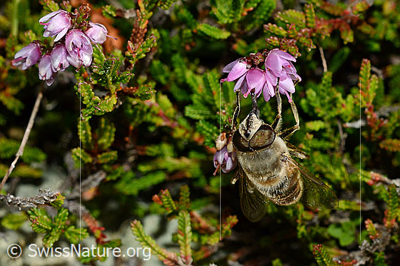 Foto: Mistbiene (Eristalis tenax) an Besenheide (Calluna vulgaris). Männchen. Ansicht von vorne.