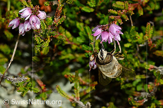 Foto: Mistbiene (Eristalis tenax) an Besenheide (Calluna vulgaris). Männchen. Ansicht von vorne.