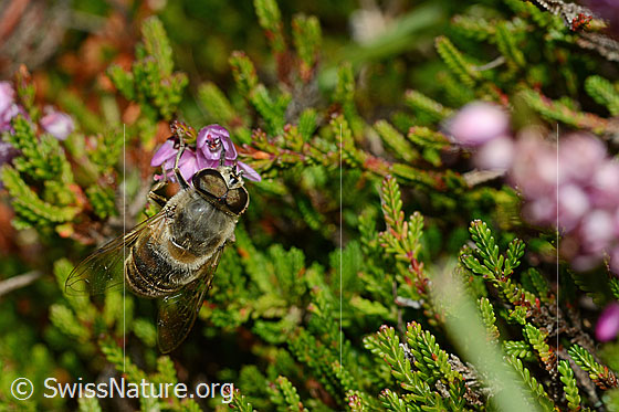Foto: Mistbiene (Eristalis tenax) an Besenheide (Calluna vulgaris). Männchen. Ansicht von schräg oben.