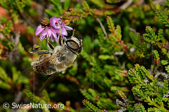 Foto: Mistbiene (Eristalis tenax) an Besenheide (Calluna vulgaris). Männchen. Ansicht von der Seite.