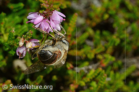 Foto: Mistbiene (Eristalis tenax) an Besenheide (Calluna vulgaris). Männchen. Ansicht von hinten.