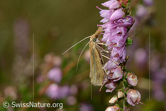 Photo: Probably Agriphila tristella on Calluna vulgaris. View from the side.