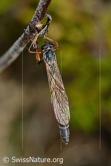Foto: Wald-Schlankfliege (Leptogaster guttiventris). Länge 8 - 13mm. An Halm hängend. Ansicht von oben.