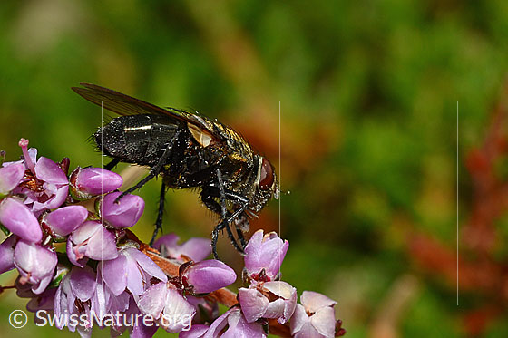Foto: Graugelbe Polsterfliege (Pollenia rudis) auf Besenheide (Calluna vulgaris). Weibchen. Länge 5 - 12mm. Ansicht von schräg unten.