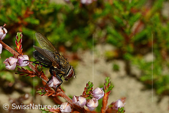 Photo: Pollenia rudis on Calluna vulgaris. Female. Length 5 - 12mm.