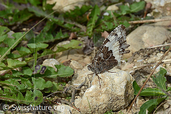 Photo: Brintesia circe. Wings closed. View from the side.