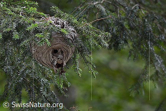 Photo: Probably wasp nest of Dolichovespula media.