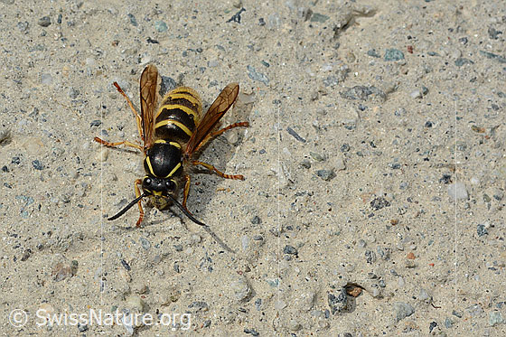 Photo: Vespula vulgaris. Body length ca. 16-19mm.
