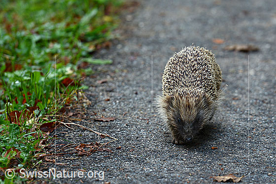 Foto: Braunbrustigel (Erinaceus europaeus) unterwegs am Strassenrand. Wird auch Igel genannt.
Umgebung: Fahrstrasse durch einen Mischwald, ca. 1000m.ü.M. (zwischen Krähenbühlalp und Riedbad, Wasen)
Verhalten: Der Igel sucht auf der Strasse nach Fressbarem oder folgt ev. einer Duftspur.
Lat.: Erinaceus europaeus
Familie: Erinaceidae (Igel)
Unterfamilie: Erinaceinae (Stacheligel)
Gattung: Erinaceus (Kleinohrigel)