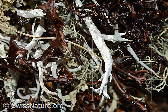 Foto: Wurmflechte (Thamnolia vermicularis). Wird auch Totengebeinsflechte genannt.