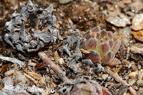 Photo: Sempervivum montanum. Leaf rosette. View from the side.