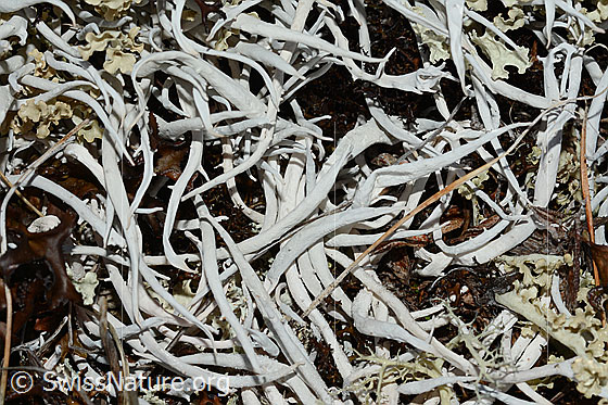 Wurmflechte (Thamnolia vermicularis)