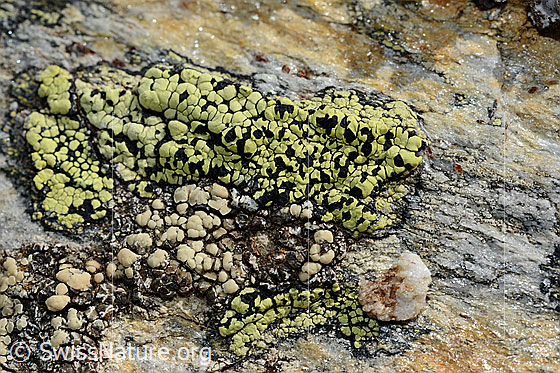 Foto: Gewöhnliche Landkartenflechte (Rhizocarpon geographicum).