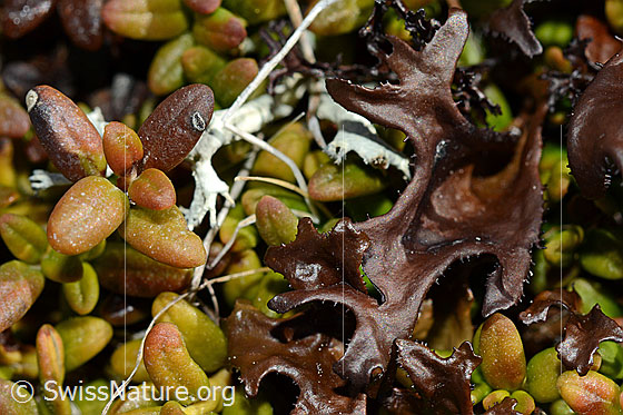 Photo: Cetraria islandica on Loiseleuria procumbens.