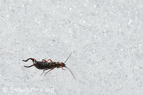 Photo: Anechura bipunctata on snow.