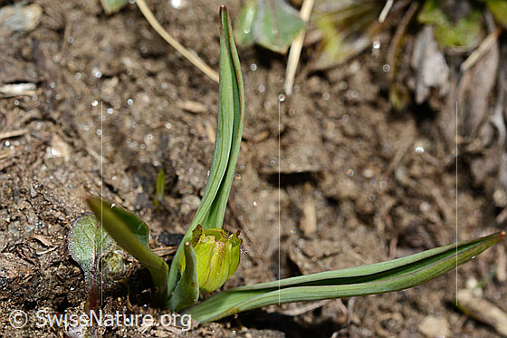 Photo: Ranunculus kuepferi. Whole plant (habiti).