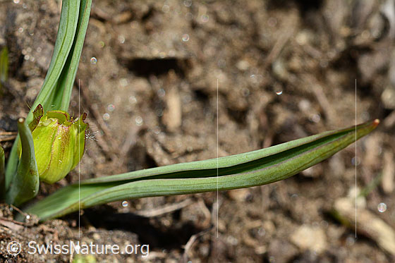 Photo: Ranunculus kuepferi. Whole plant (habiti).