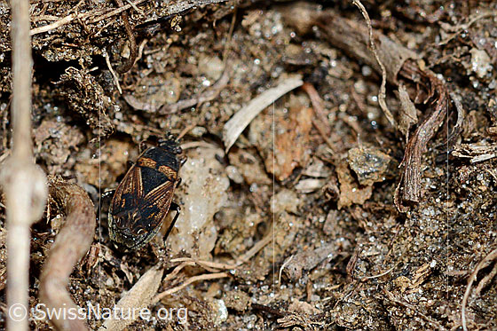 Foto: Trapezonotus desertus (Wanze). Länge 3.7 - 4.7mm.