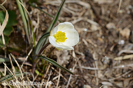 Photo: Ranunculus kuepferi. Blossom.