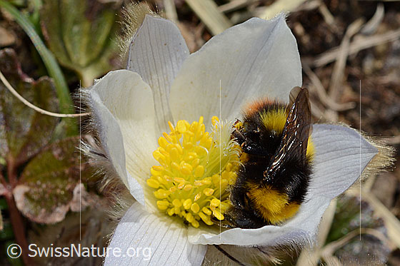Distelhummel (Bombus soroeensis) auf Frühlings-Anemone (Pulsatilla vernalis)