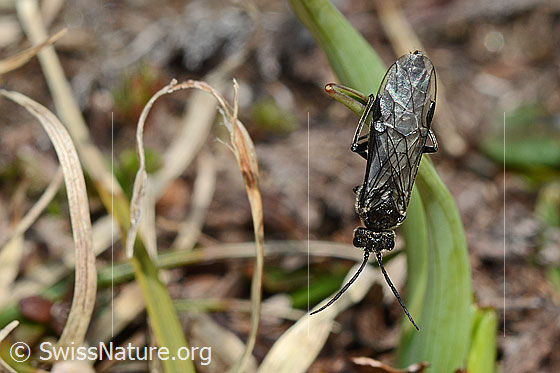 Schwarze Getreideblattwespe (Dolerus nitens)