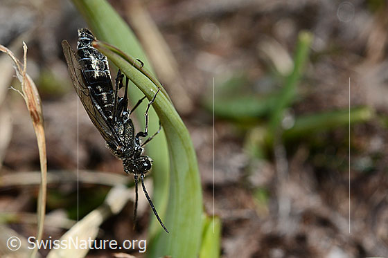Photo: Dolerus nitens. Length 9 - 10mm. The wasp clings to a blade of grass. View from the side.