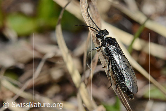 Photo: Dolerus nitens. Length 9 - 10mm. View from diagonally above.
