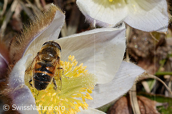 Foto: Mistbiene (Eristalis tenax) auf Frühlings-Anemone (Pulsatilla vernalis). Ansicht von oben.