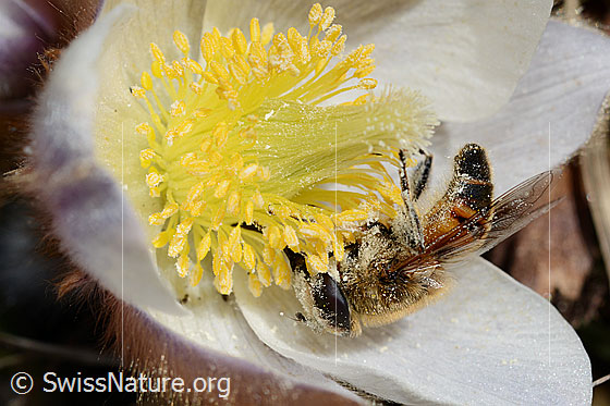 Foto: Mistbiene (Eristalis tenax) auf Frühlings-Anemone (Pulsatilla vernalis). Ansicht von der Seite.
