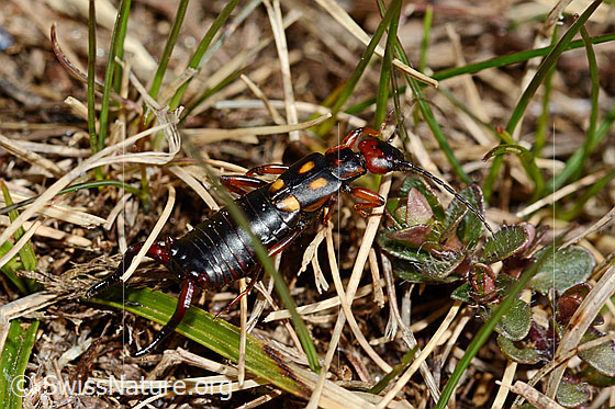 Foto: Zweipunkt-Ohrwurm (Anechura bipunctata). Ansicht von der Seite.