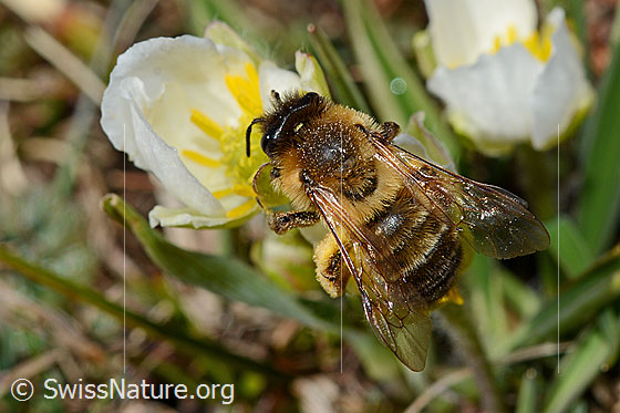 Foto: Erzfarbene Düstersandbiene (Andrena nigroaenea) auf Pyrenäen-Hahnenfuss (Ranunculus kuepferi) . Länge 13 - 15mm. Weibchen. Ansicht von oben.