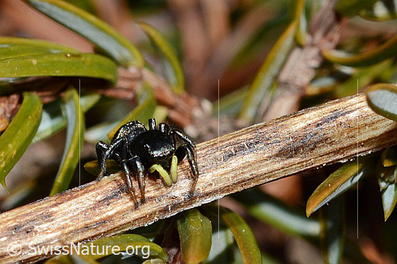 Heliophanus lineiventris
