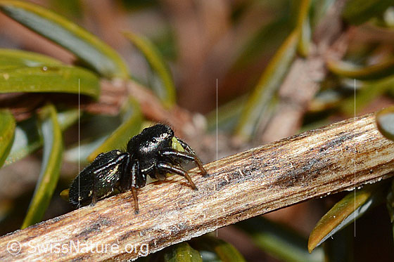 Foto: Wahrscheinlich Heliophanus lineiventris (Springspinne). Weibchen. Länge: 5 - 7.5mm. Ansicht von der Seite.